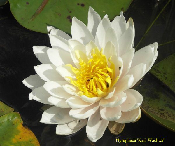 Nymphaea 'Karl Wachter'